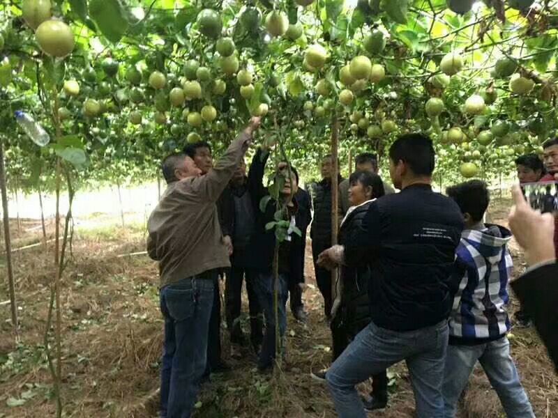 黄金百香果三斤装大果