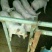 仔猪，三元仔猪，黑仔猪，良种仔猪
