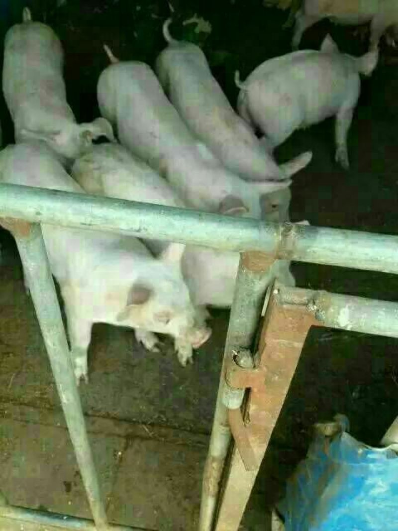 仔猪，三元仔猪，黑仔猪，良种仔猪