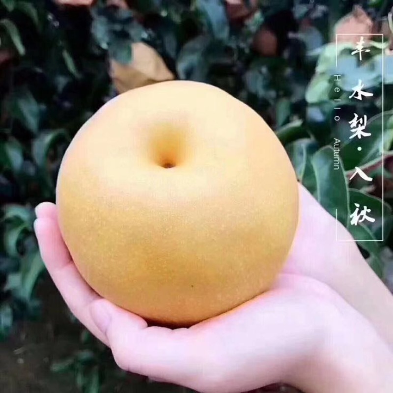 丰水梨产地供应万亩梨园代收代办