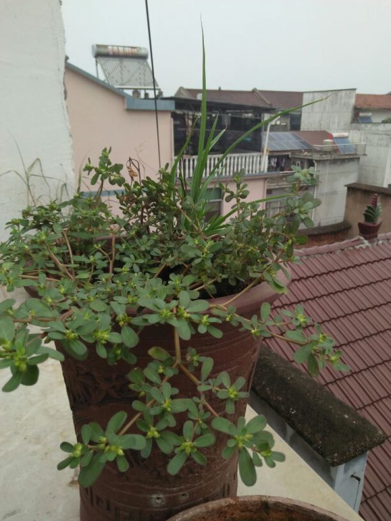 蔬菜马齿苋