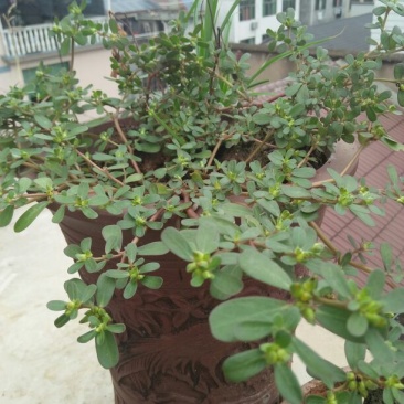 蔬菜马齿苋