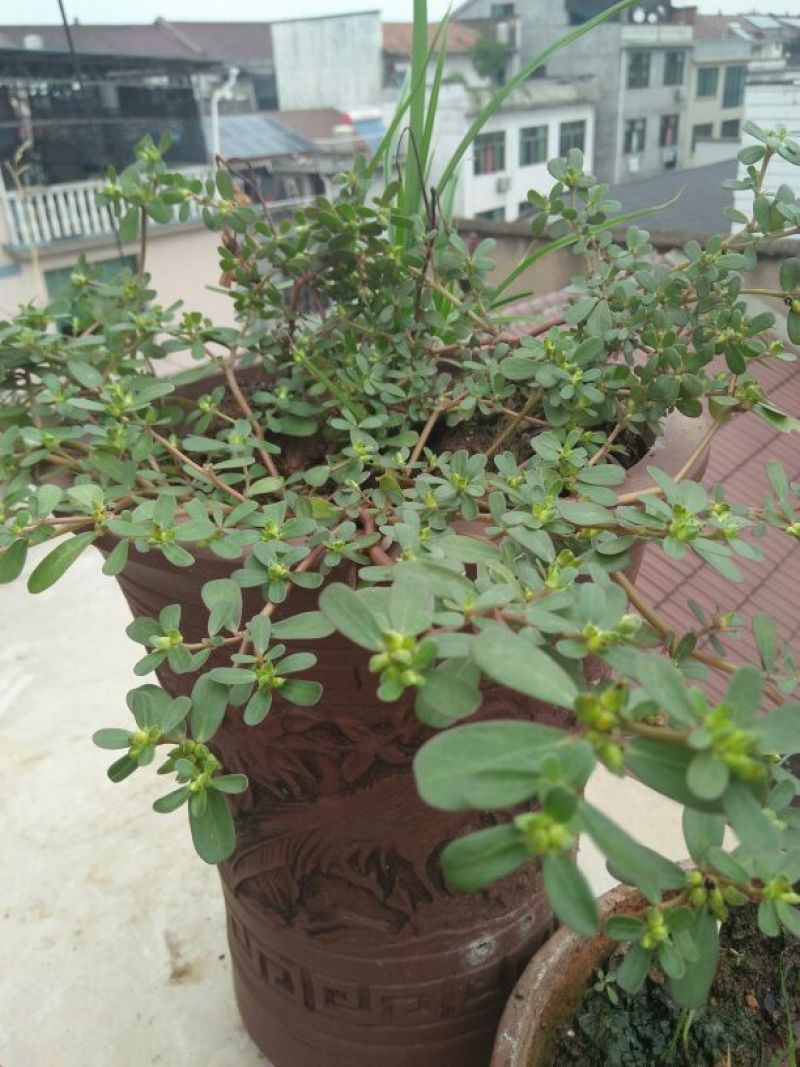 蔬菜马齿苋