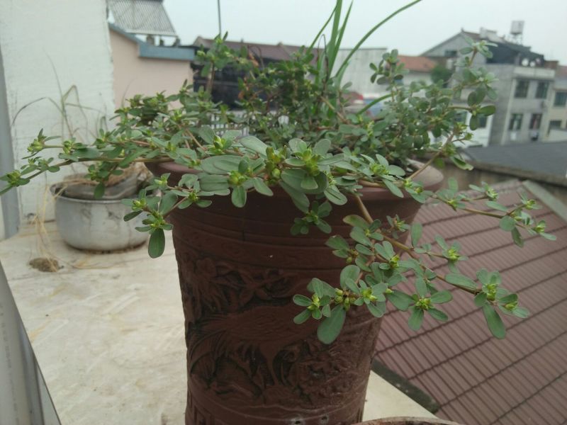 蔬菜马齿苋