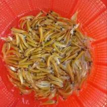 金丝鲩0.05公斤人工养殖活鱼