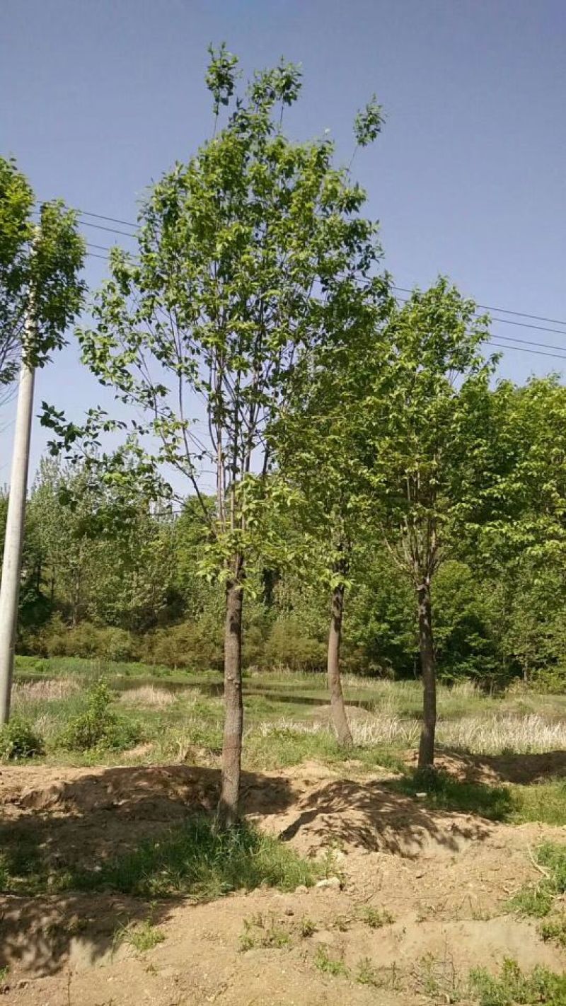 杜仲树