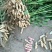 鲜花生四粒红