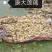 白莲藕