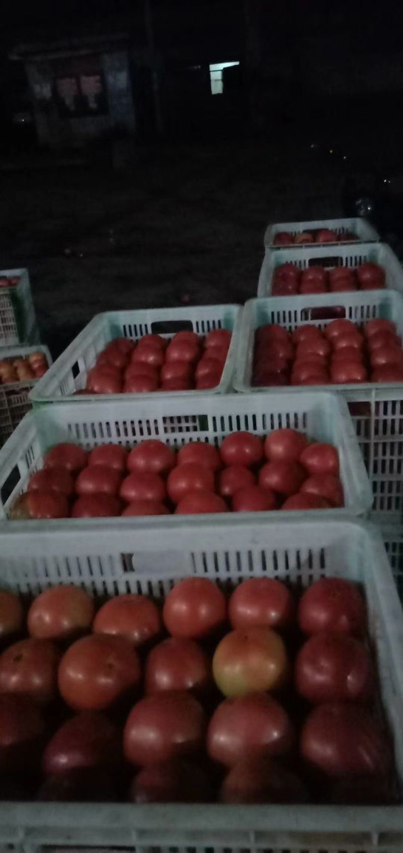 硬粉西红柿硬粉弧三以上，精品中期质量。