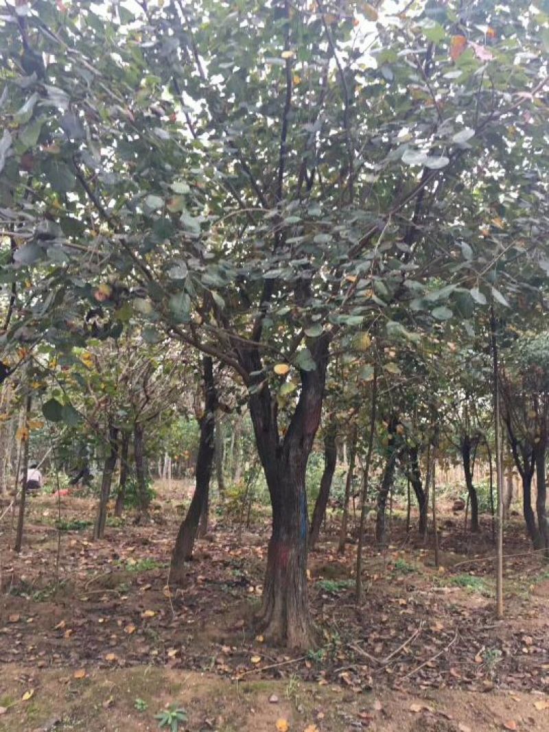 黄栌