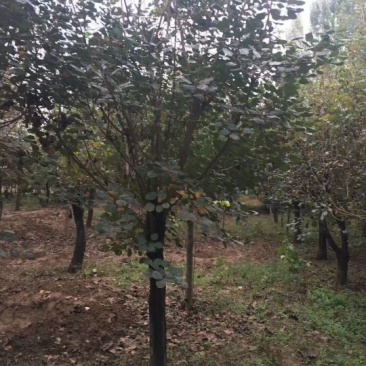黄栌