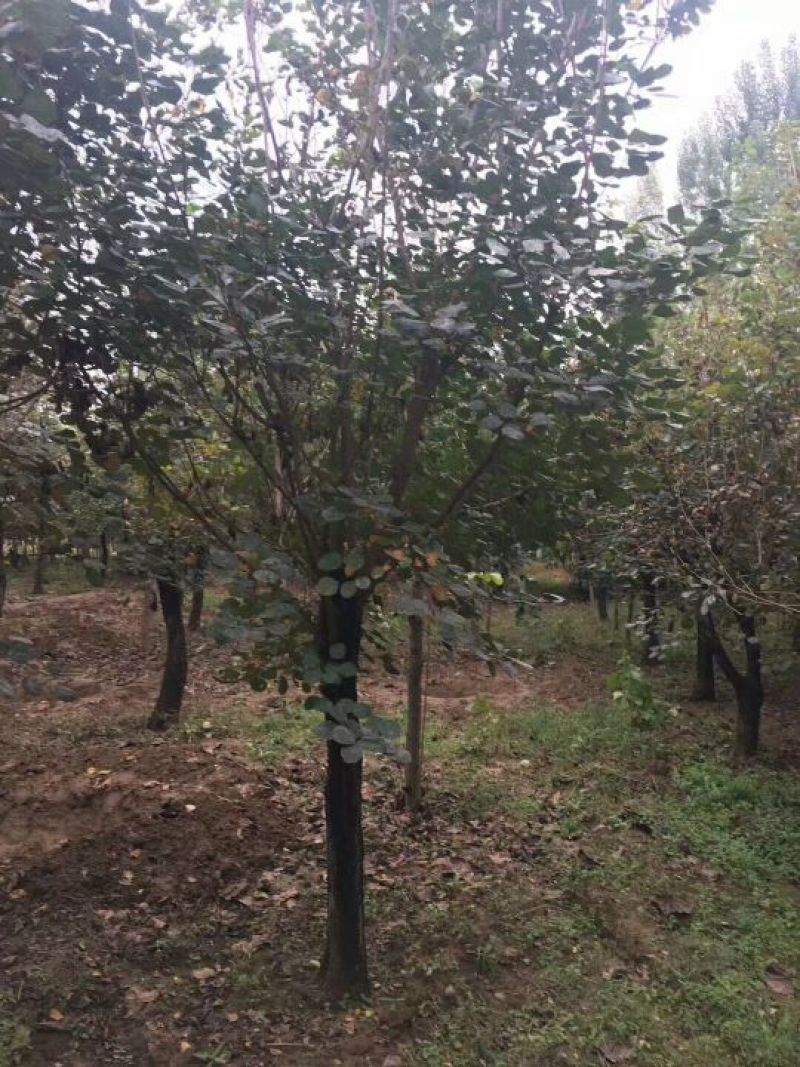 黄栌