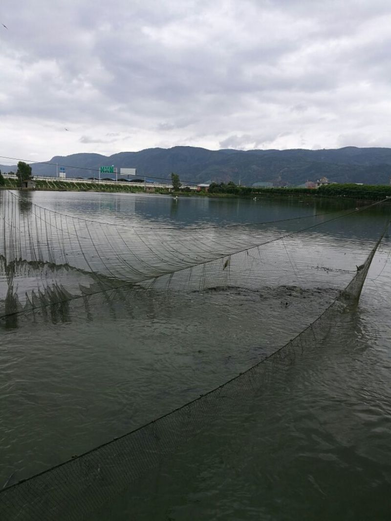 鲫鱼苗鱼苗水库鲫鱼，提供养殖技术服务、量大可以免费送货。