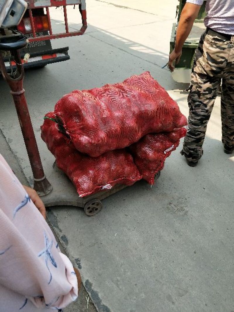 红皮洋葱葱头二红洋葱