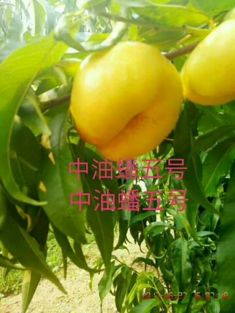 苹果种子新疆新疆野苹果种子抗旱嫁接成活率高大家都在用