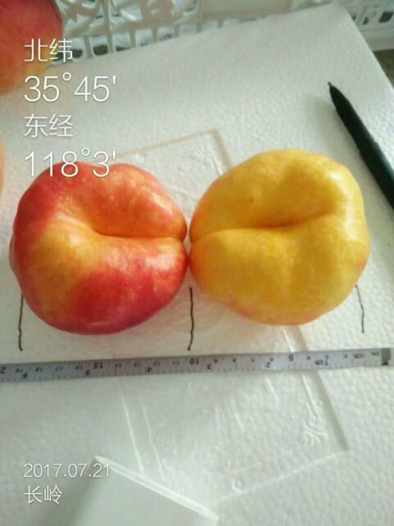苹果种子新疆新疆野苹果种子抗旱嫁接成活率高大家都在用