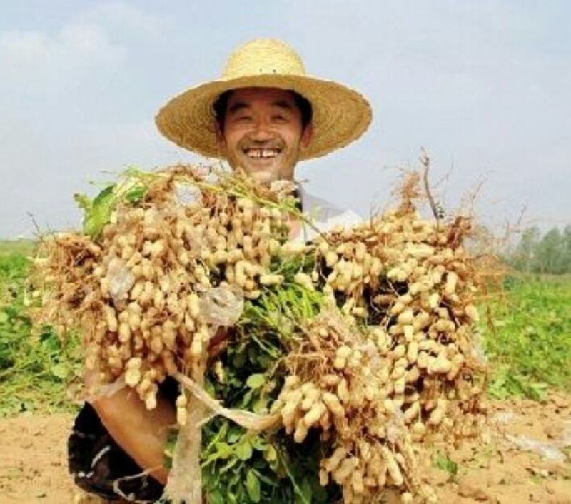 花生专用营养控旺防病抗早衰插针多结果多籽粒饱