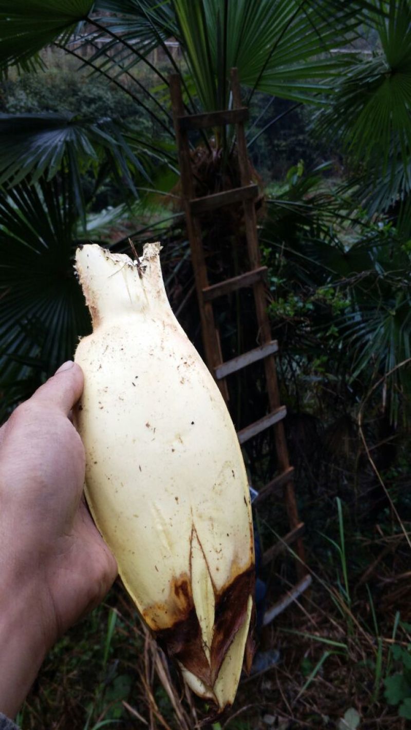 棕树花棕包棕树心班车带货当天到货大货请联系