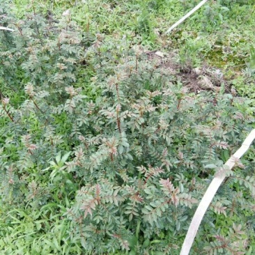 花椒苗