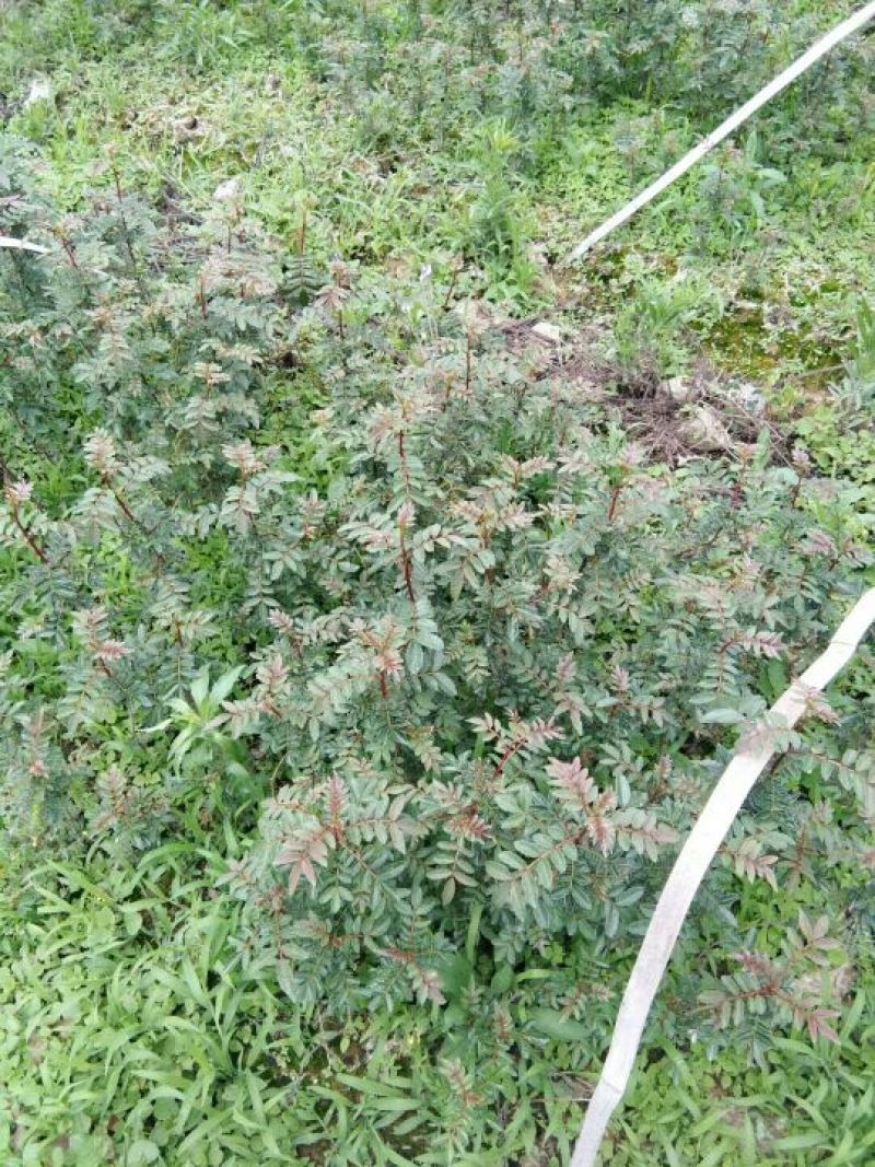 花椒苗