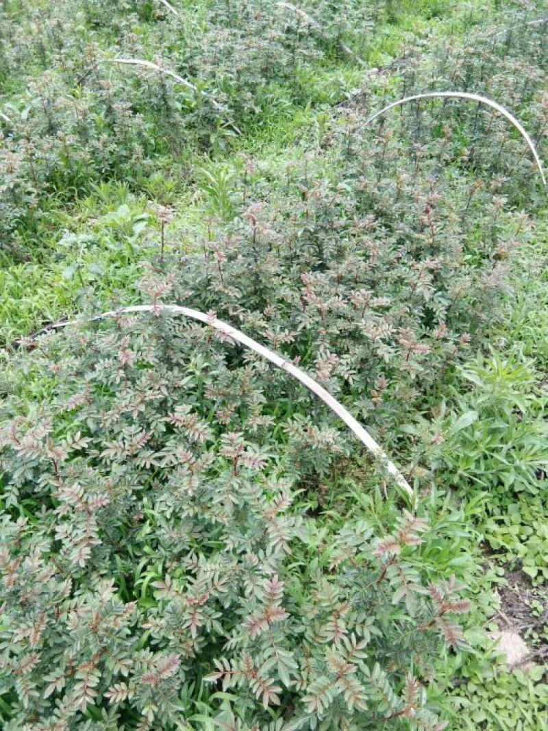 花椒苗