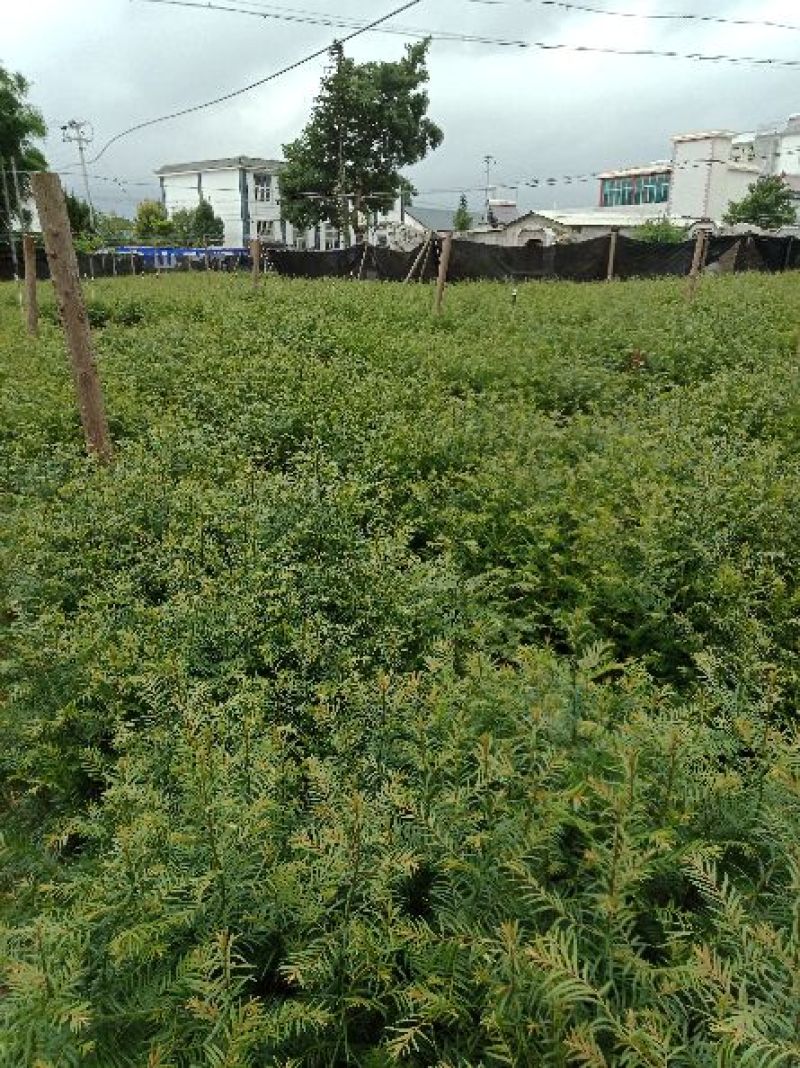 大量销售优质红豆杉苗