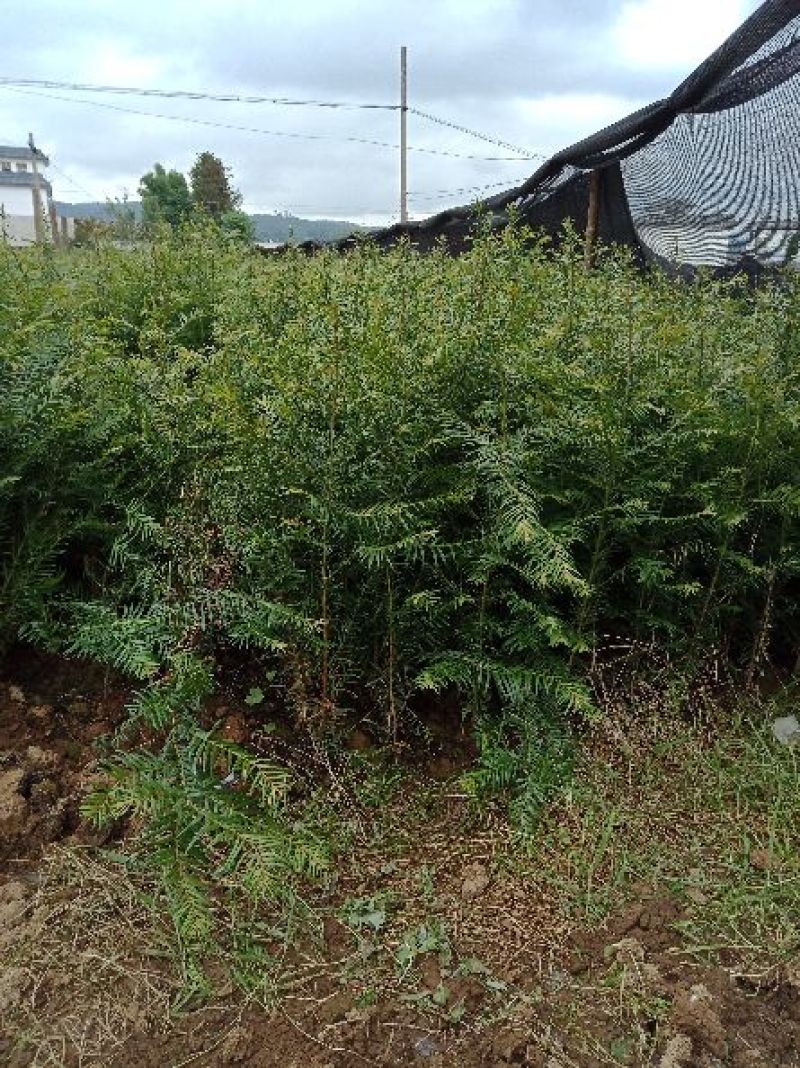大量销售优质红豆杉苗