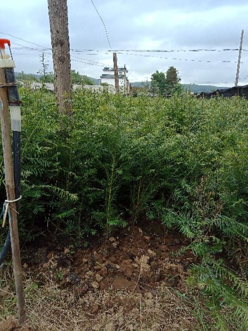 大量销售优质红豆杉苗