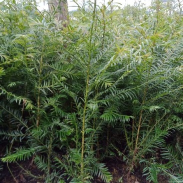 大量销售优质红豆杉苗