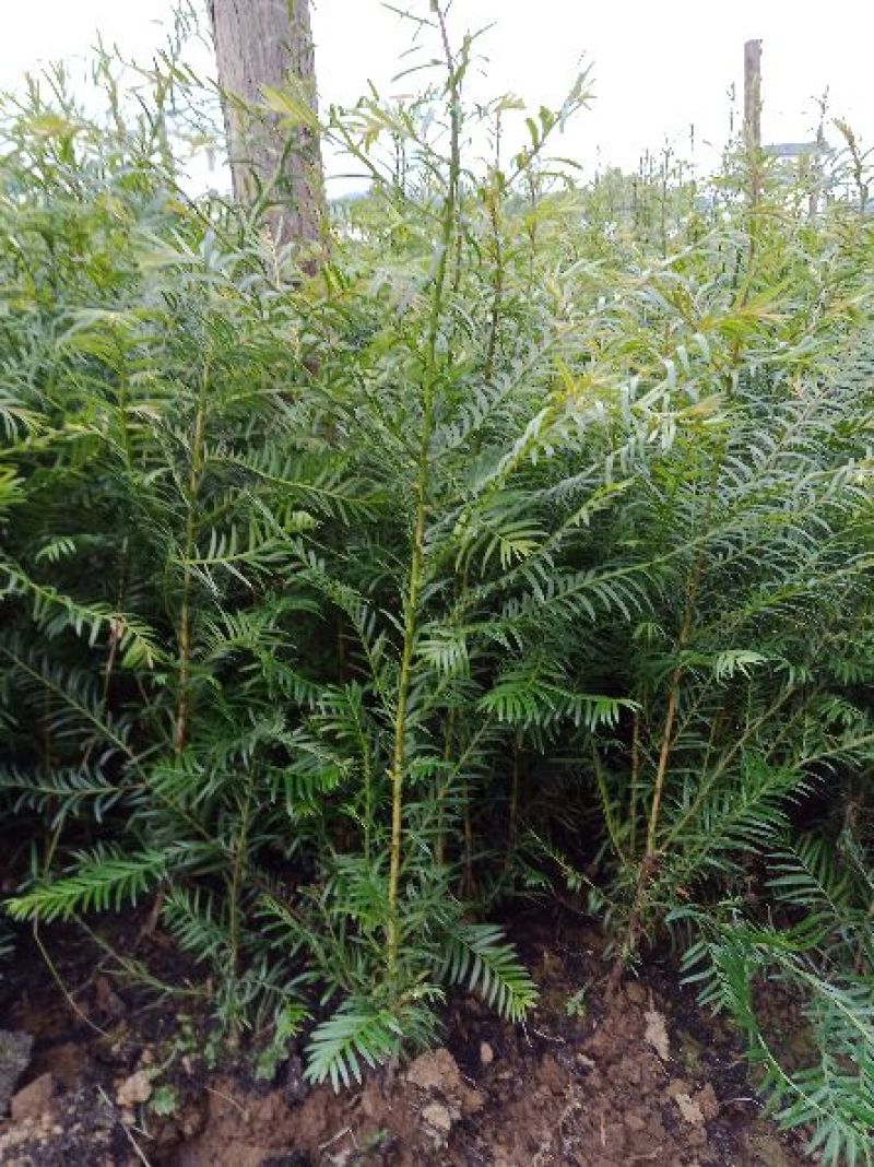 大量销售优质红豆杉苗
