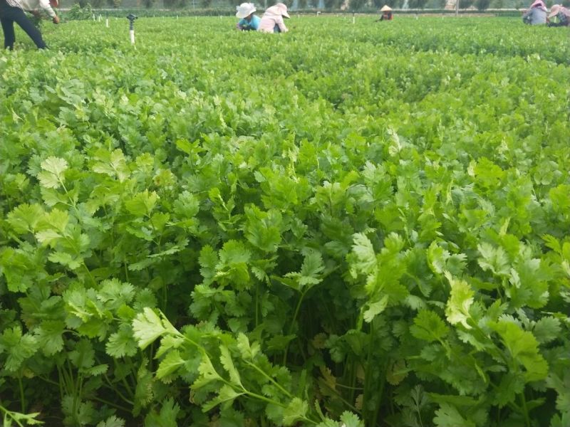 香菜27.cm产地直供