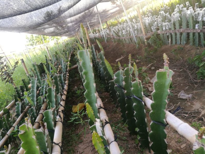 火龙果苗燕窝果厄瓜多尔