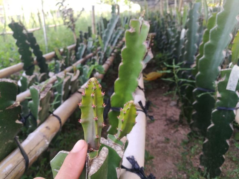 火龙果苗燕窝果厄瓜多尔