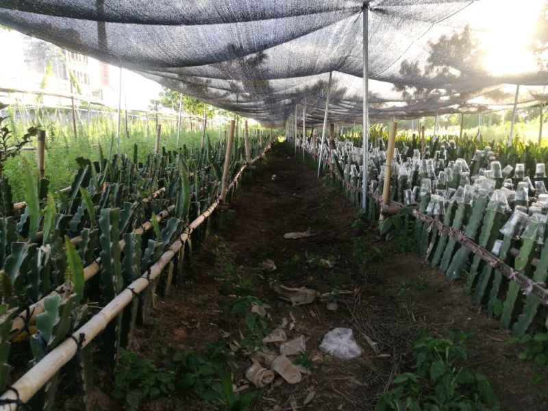 火龙果苗燕窝果厄瓜多尔
