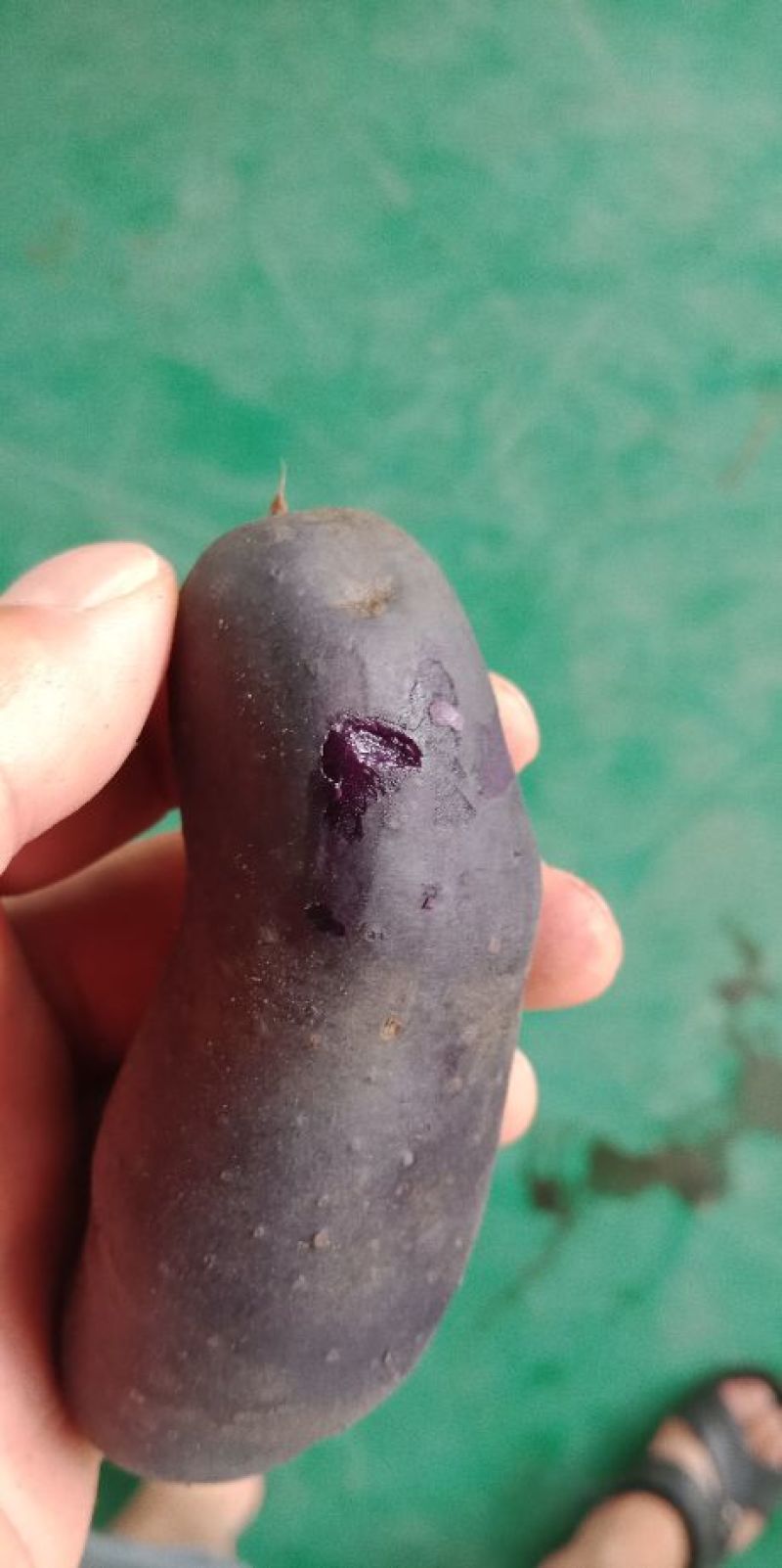 紫土豆