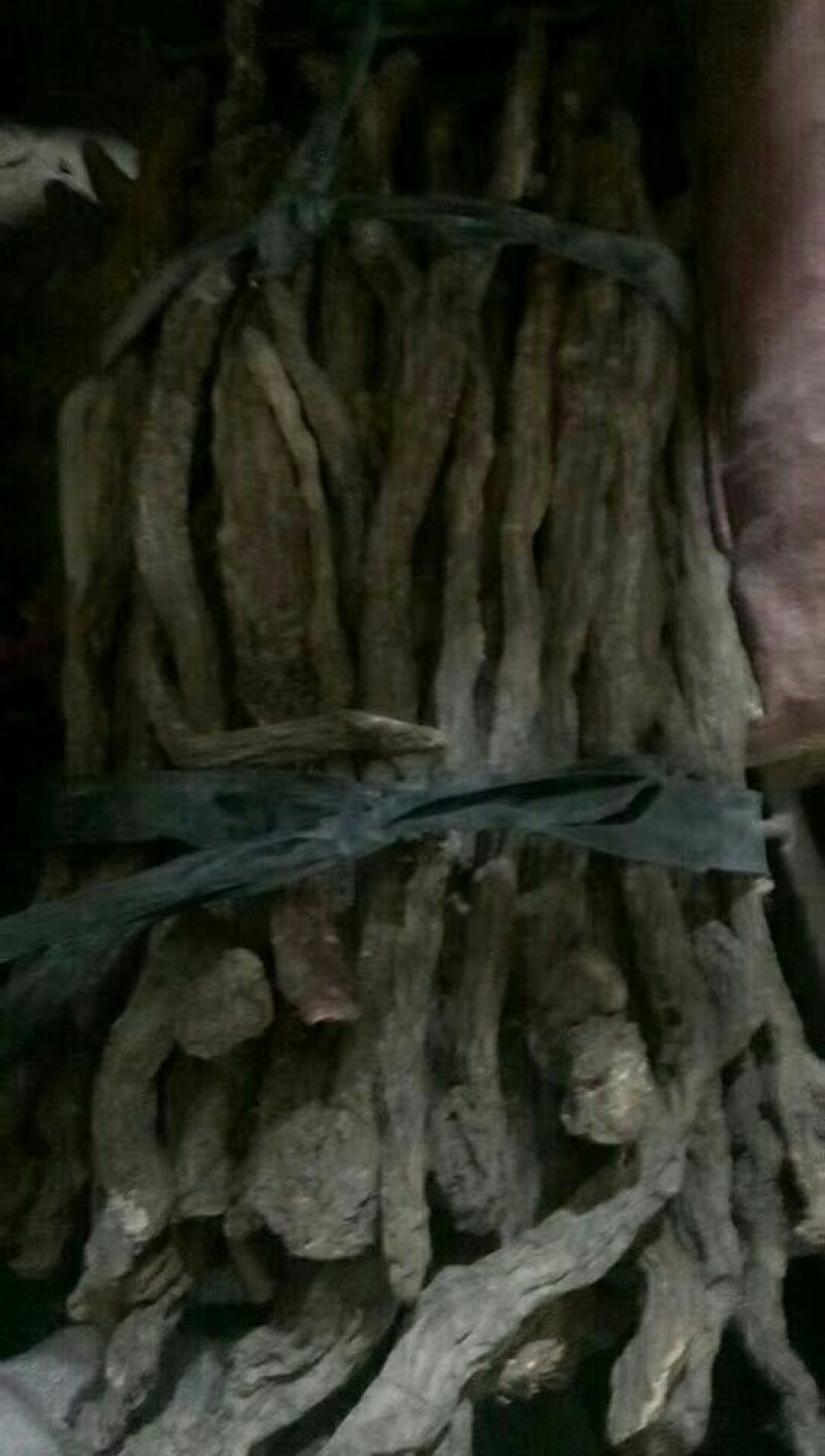 锁阳