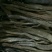 锁阳