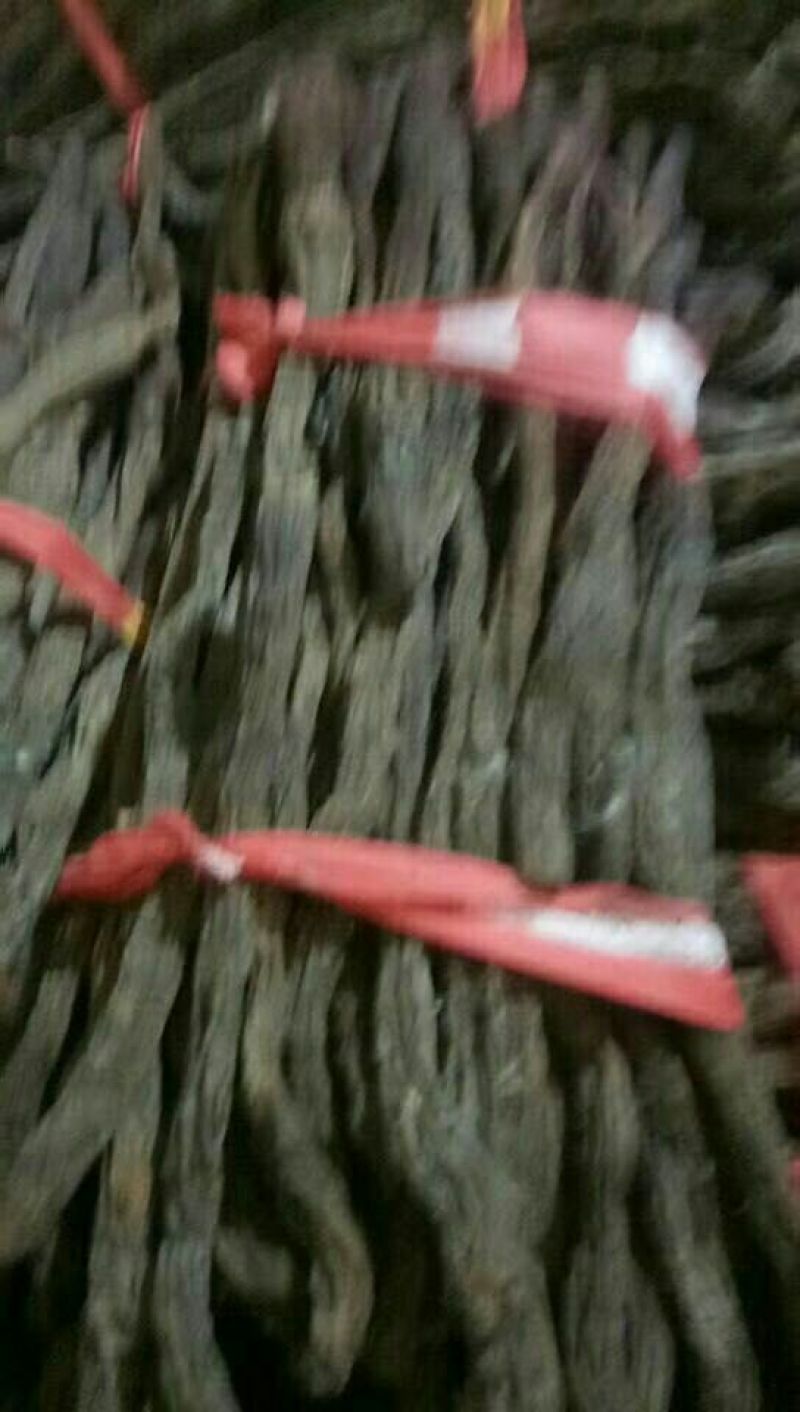 锁阳