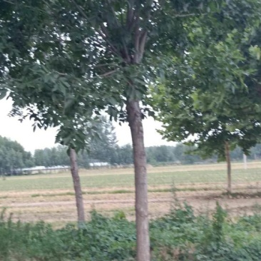 老白蜡