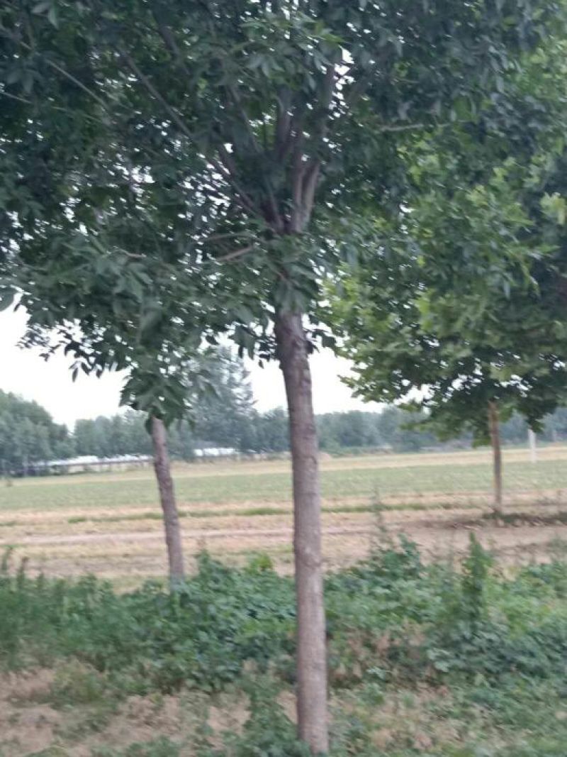 老白蜡