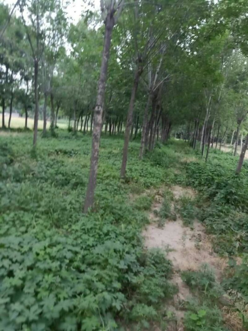 老白蜡