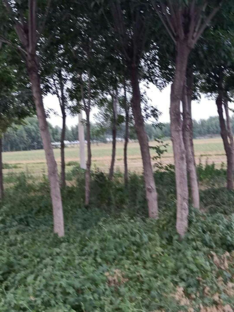 老白蜡