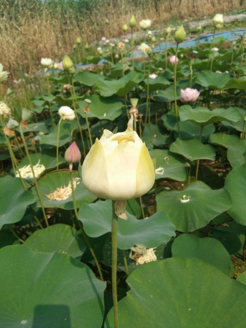 荷睡莲