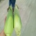 万糯2000