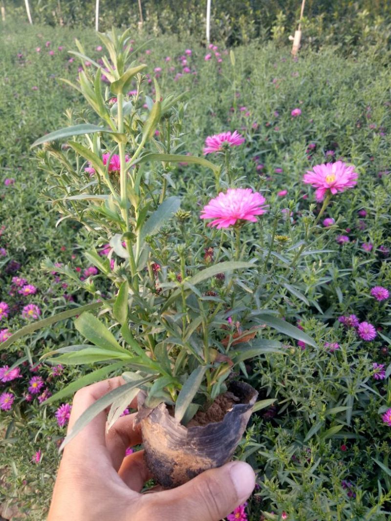 荷兰菊一手货源基地直供量大从优技术支持