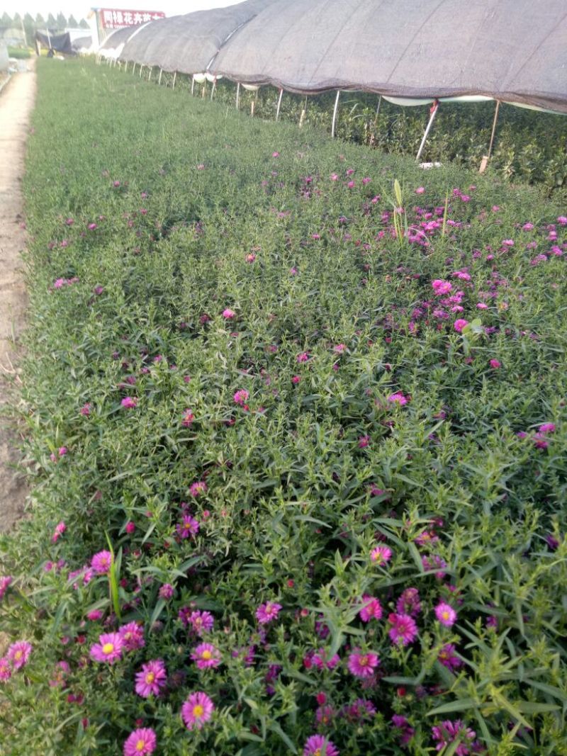 荷兰菊一手货源基地直供量大从优技术支持