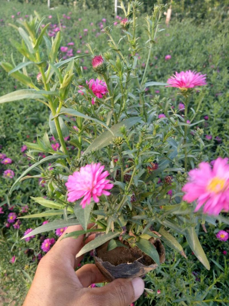 荷兰菊一手货源基地直供量大从优技术支持