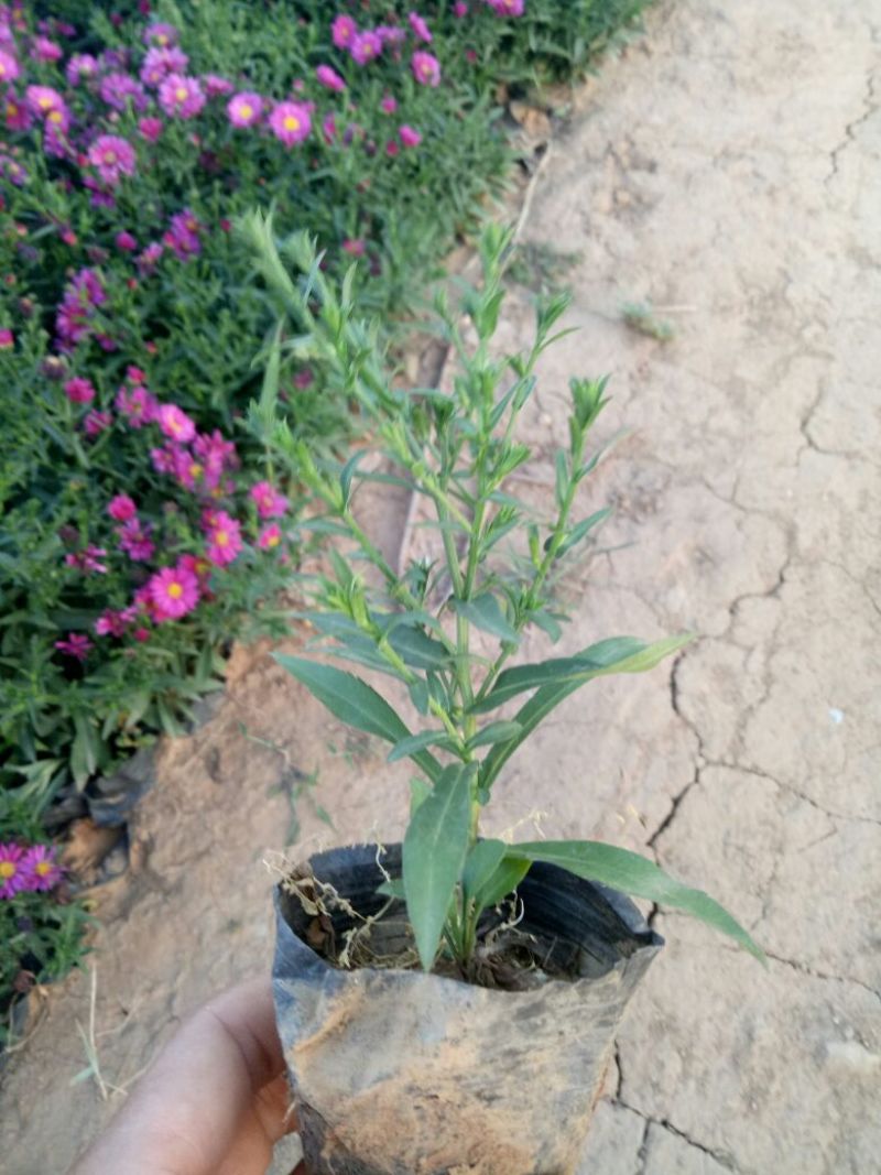 荷兰菊一手货源基地直供量大从优技术支持