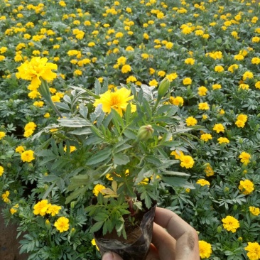 孔雀草大杯小杯基地直供量大从优