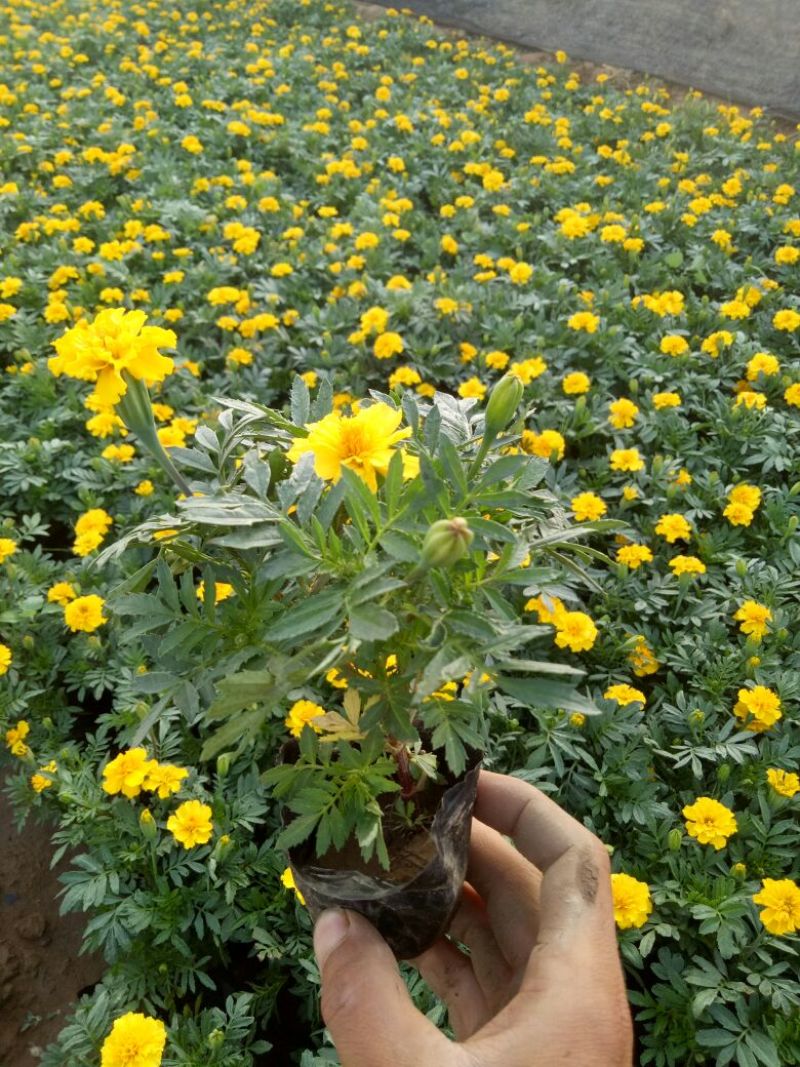 孔雀草大杯小杯基地直供量大从优